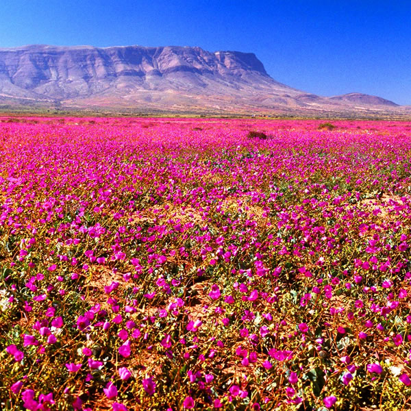 Desierto Florido de Chile.