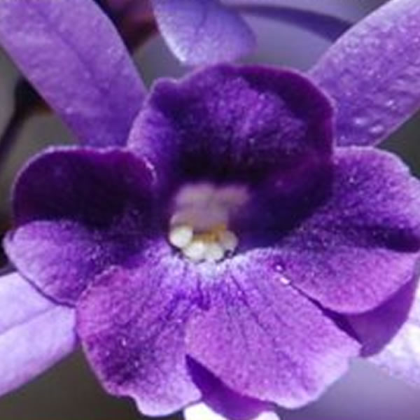 Flores de Saint Germain