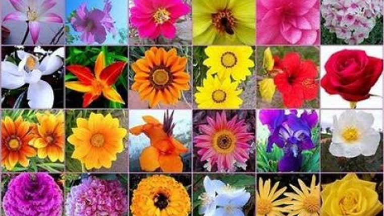 Remedio Floral sistema BE