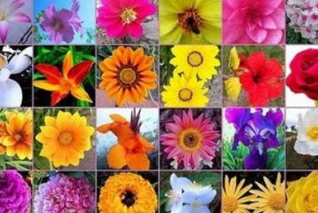 Remedio Floral sistema BE