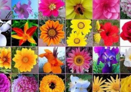 Remedio Floral sistema BE
